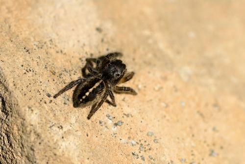 Pellenes seriatus